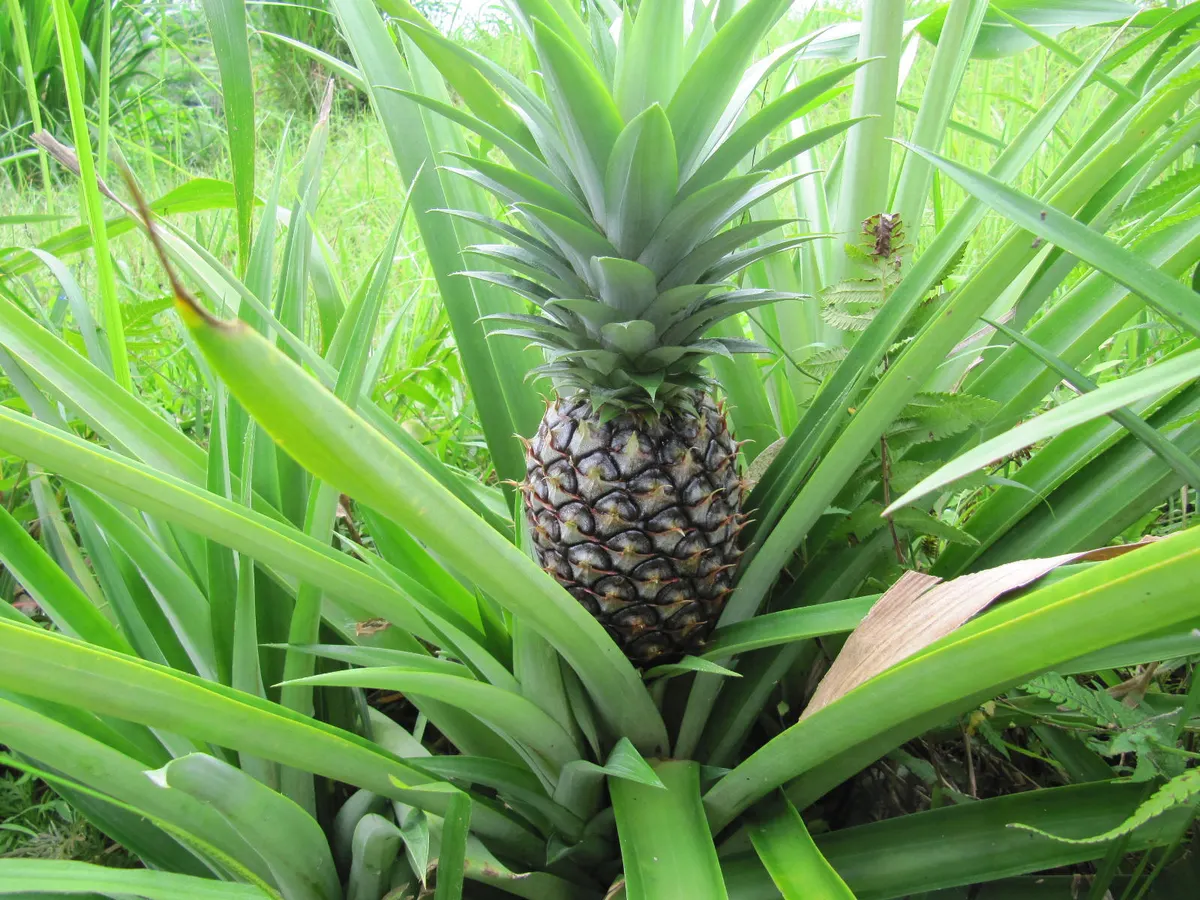 Pineapple